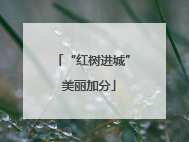 “红树进城” 美丽加分