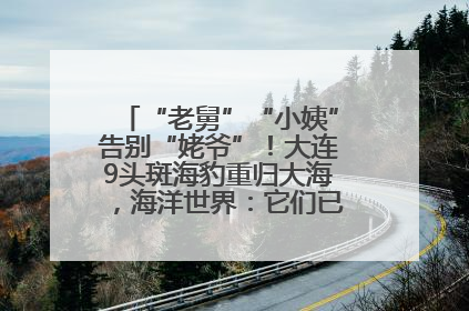 “老舅”“小姨”告别“姥爷”！大连9头斑海豹重归大海，海洋世界：它们已具备野外生存能力