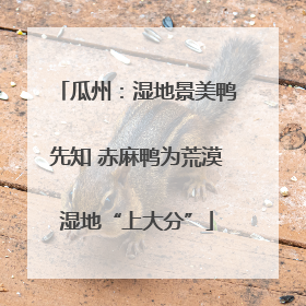 瓜州：湿地景美鸭先知 赤麻鸭为荒漠湿地“上大分”