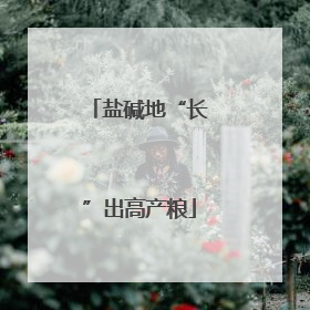 盐碱地“长”出高产粮