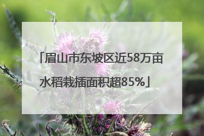 眉山市东坡区近58万亩水稻栽插面积超85%