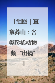 组图｜宜章莽山：各类珍稀动物频“出镜”