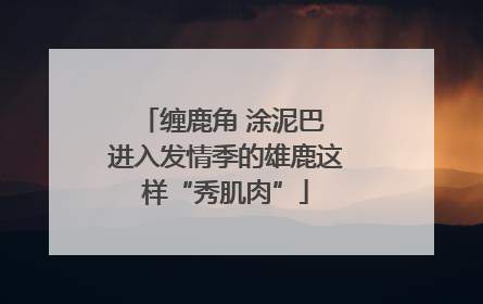 缠鹿角 涂泥巴 进入发情季的雄鹿这样“秀肌肉”