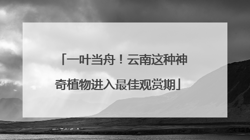 一叶当舟！云南这种神奇植物进入最佳观赏期