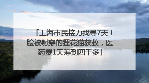 上海市民接力找寻7天！脸被射穿的狸花猫获救，医药费1天筹到四千多