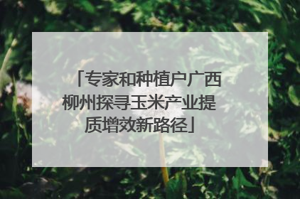 专家和种植户广西柳州探寻玉米产业提质增效新路径