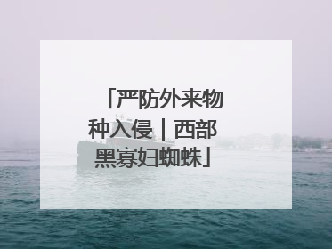 严防外来物种入侵｜西部黑寡妇蜘蛛