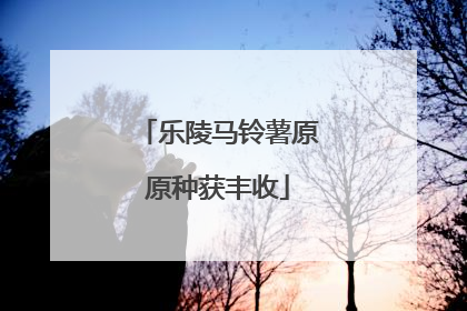 乐陵马铃薯原原种获丰收