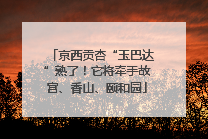 京西贡杏“玉巴达”熟了！它将牵手故宫、香山、颐和园