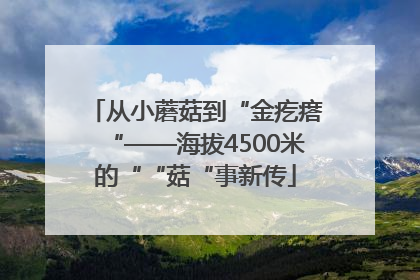 从小蘑菇到“金疙瘩“——海拔4500米的““菇“事新传