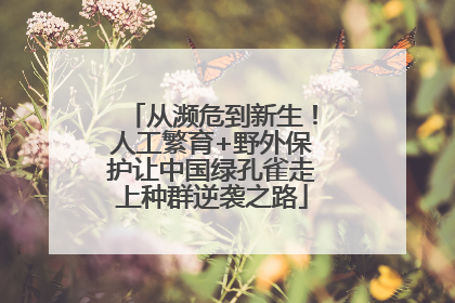 从濒危到新生！人工繁育+野外保护让中国绿孔雀走上种群逆袭之路