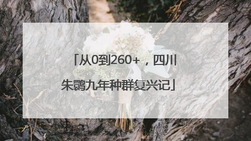 从0到260+，四川朱鹮九年种群复兴记