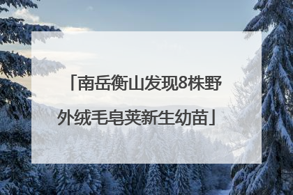 南岳衡山发现8株野外绒毛皂荚新生幼苗