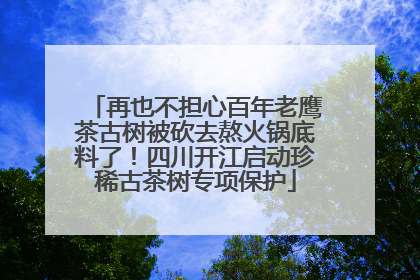 再也不担心百年老鹰茶古树被砍去熬火锅底料了！四川开江启动珍稀古茶树专项保护
