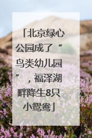 北京绿心公园成了“鸟类幼儿园”，福泽湖畔降生8只小鸳鸯