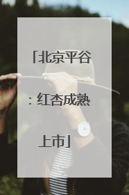 北京平谷：红杏成熟上市