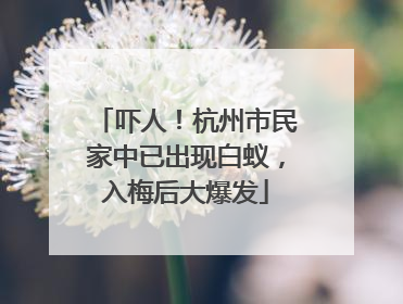 吓人！杭州市民家中已出现白蚁，入梅后大爆发