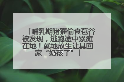 哺乳期猪獾偷食苞谷被发现，逃跑途中累瘫在地！就地放生让其回家“奶孩子”