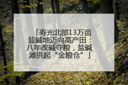 寿光北部13万亩盐碱地迈向高产田：八年改碱夺粮，盐碱滩拱起“金粮仓”