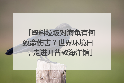 塑料垃圾对海龟有何致命伤害？世界环境日，走进开普敦海洋馆