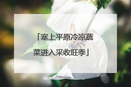 塞上平原冷凉蔬菜进入采收旺季