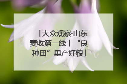 大众观察·山东麦收第一线丨“良种田”里产好粮