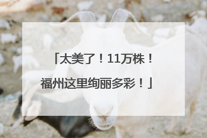 太美了！11万株！福州这里绚丽多彩！
