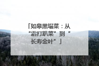如皋黑塌菜：从“霜打趴菜”到“长寿金叶”