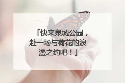 快来泉城公园，赴一场与荷花的浪漫之约吧！