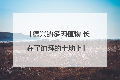 德兴的多肉植物 长在了迪拜的土地上