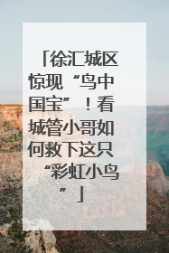 徐汇城区惊现“鸟中国宝”！看城管小哥如何救下这只“彩虹小鸟”