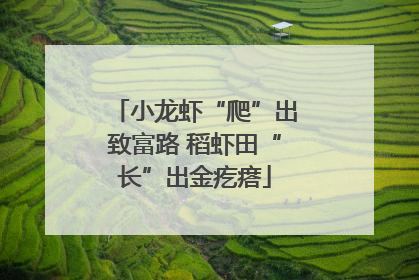 小龙虾“爬”出致富路 稻虾田“长”出金疙瘩