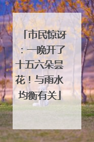 市民惊讶：一晚开了十五六朵昙花！与雨水均衡有关