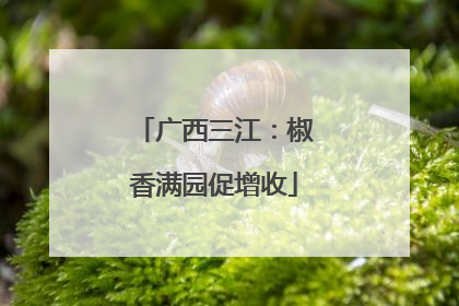 广西三江：椒香满园促增收