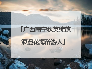 广西南宁秋英绽放 浪漫花海醉游人