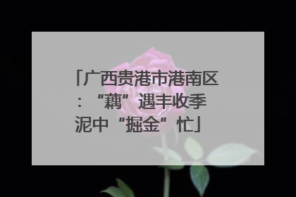 广西贵港市港南区：“藕”遇丰收季 泥中“掘金”忙