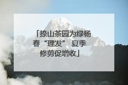 捺山茶园为绿杨春“理发” 夏季修剪促增收