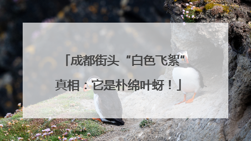 成都街头“白色飞絮”真相：它是朴绵叶蚜！