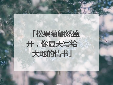 松果菊翩然盛开，像夏天写给大地的情书