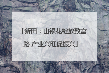 新田：山银花绽放致富路 产业兴旺促振兴