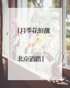 月季花扮靓北京道路