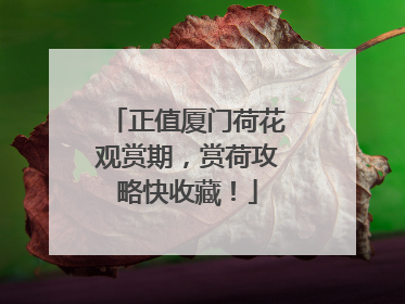 正值厦门荷花观赏期，赏荷攻略快收藏！