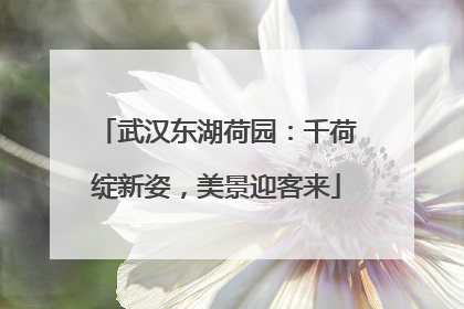 武汉东湖荷园：千荷绽新姿，美景迎客来