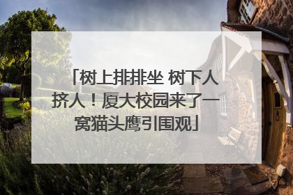 树上排排坐 树下人挤人！厦大校园来了一窝猫头鹰引围观