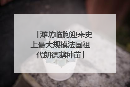 潍坊临朐迎来史上最大规模法国祖代朗德鹅种苗