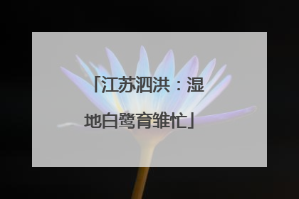 江苏泗洪：湿地白鹭育雏忙