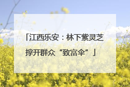 江西乐安：林下紫灵芝撑开群众“致富伞”