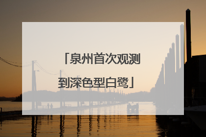 泉州首次观测到深色型白鹭