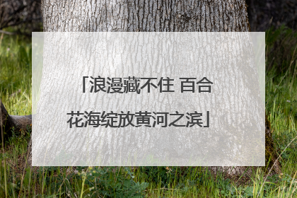 浪漫藏不住 百合花海绽放黄河之滨