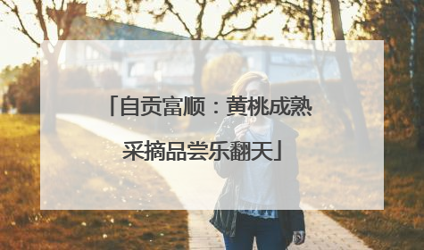 自贡富顺：黄桃成熟 采摘品尝乐翻天
